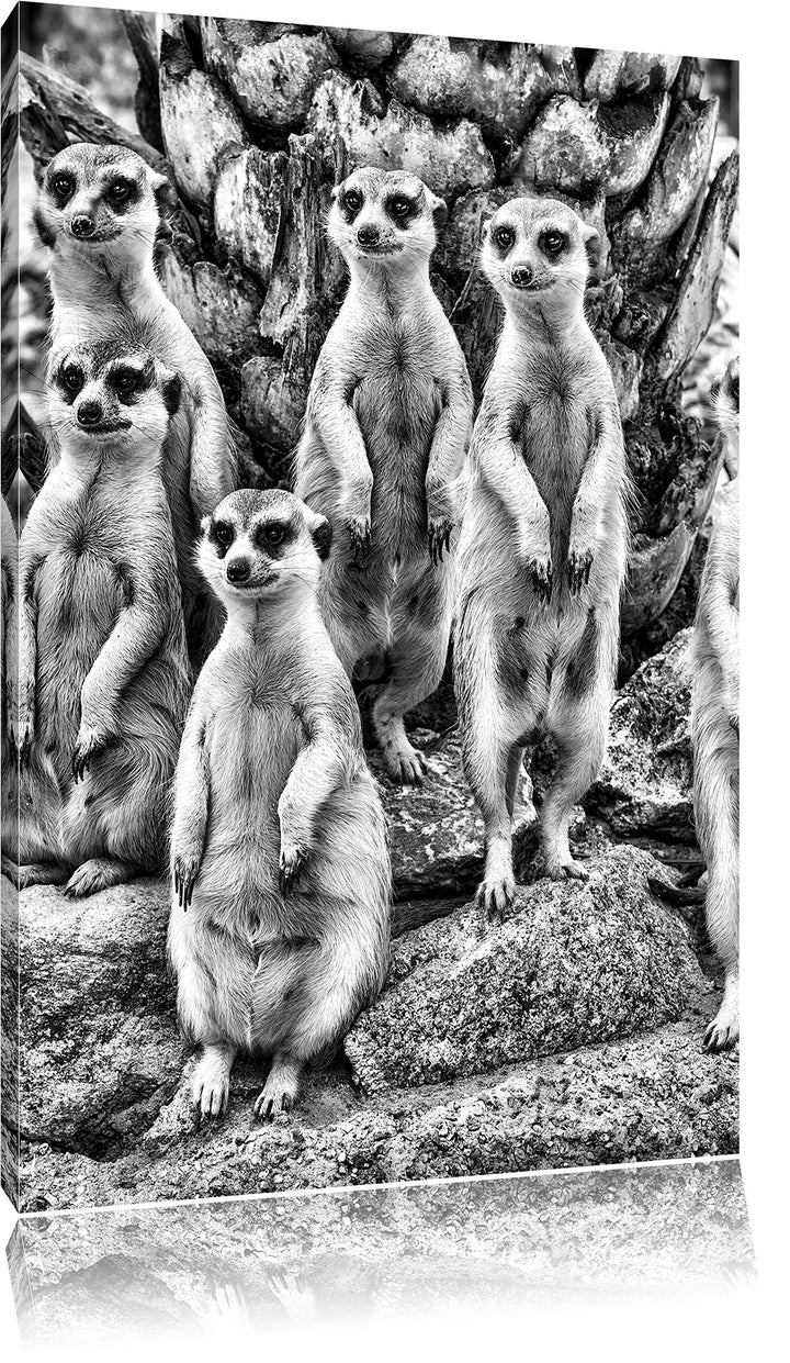 Pixxprint Monocrome, Lustige Erdmännchen, Format: 100x70 auf Leinwand, riesige Bilder fertig gerahmt