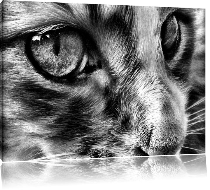 Pixxprint kleine Katze im Seitenprofil als Leinwandbild/Grösse: 100x70 / Wandbild/Kunstdruck/fertig