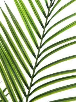 artplants.de Deko Grossblatt Arecapalme, 165cm, wetterfest - Kunstpalme - Künstliche Areca Palme