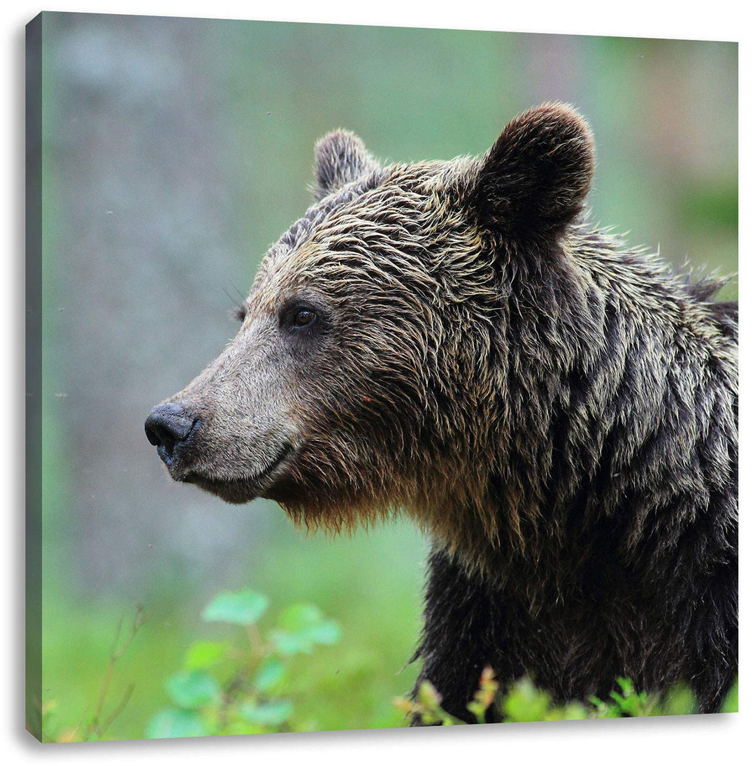 Pixxprint Kleiner Bär, Format: 70x70 auf Leinwand, XXL riesige Bilder fertig gerahmt mit Keilrahmen,