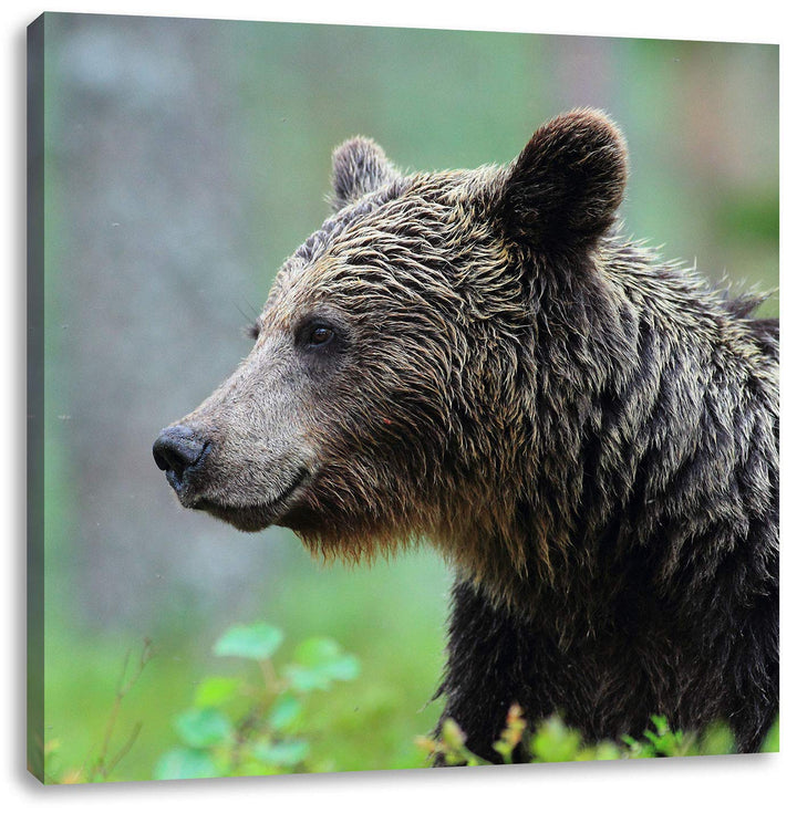 Pixxprint Kleiner Bär, Format: 70x70 auf Leinwand, XXL riesige Bilder fertig gerahmt mit Keilrahmen,
