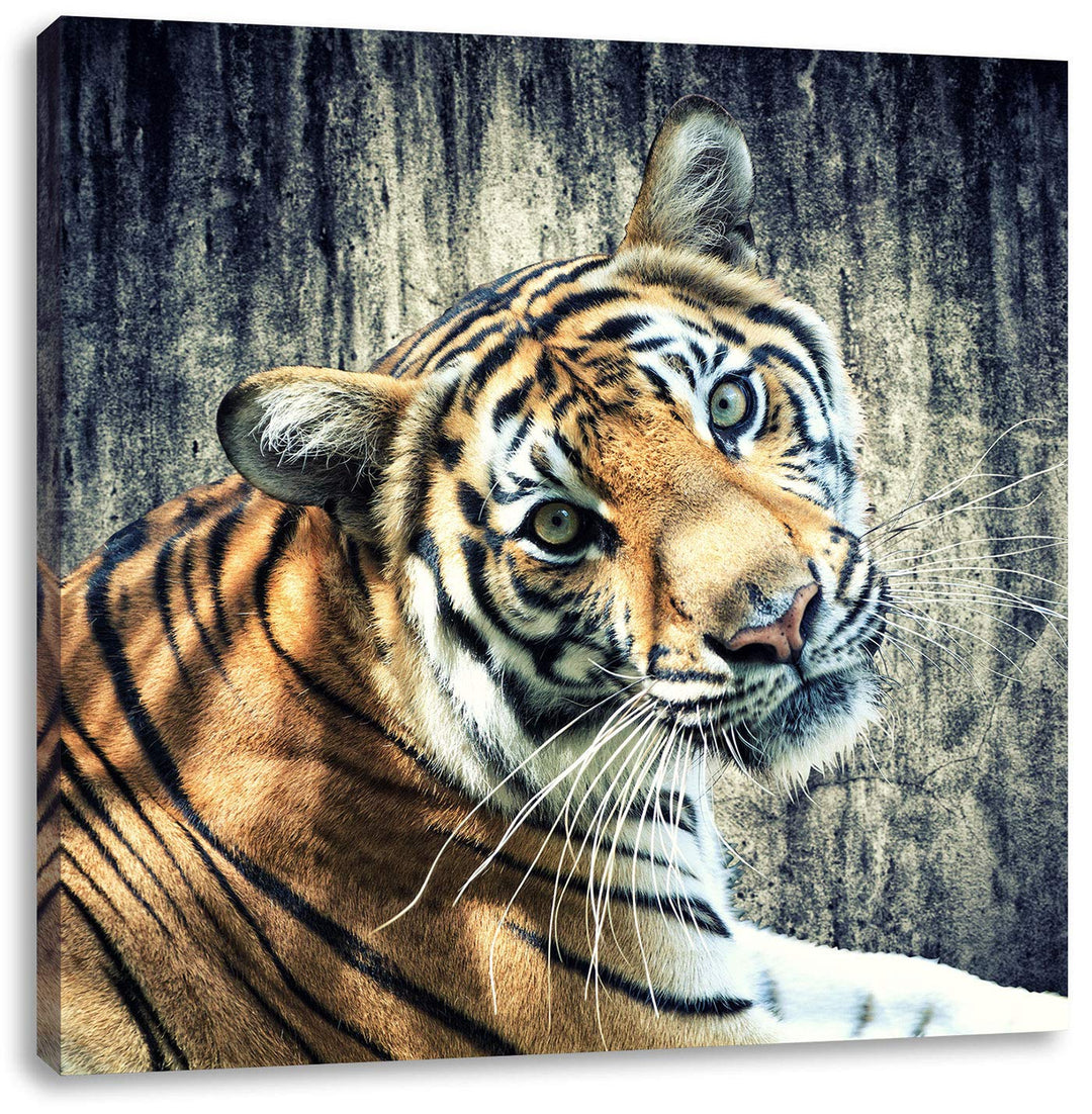 Neugieriger Tiger, Format: 70x70 auf Leinwand, XXL riesige Bilder fertig gerahmt mit Keilrahmen, Kun