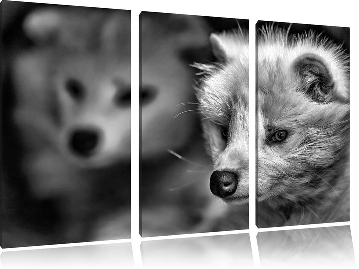 Pixxprint Polarfuchs in Höhle als Leinwandbild/Grösse: 3 Teilig (120x80) / Wandbild/Kunstdruck/ferti