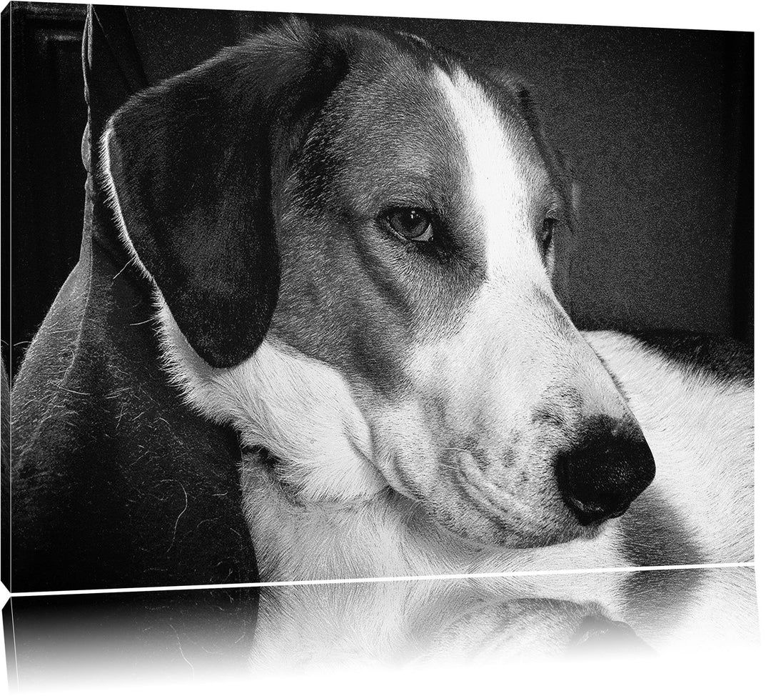 Jack Russel Terrier ruht sich aus auf Leinwand, XXL riesige Bilder fertig gerahmt mit Keilrahmen, Ku