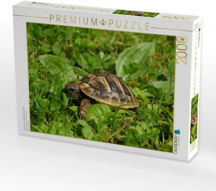 CALVENDO Puzzle Griechisches Landschildkröten Baby 2000 Teile Lege-Grösse 90 x 67 cm Foto-Puzzle Bil
