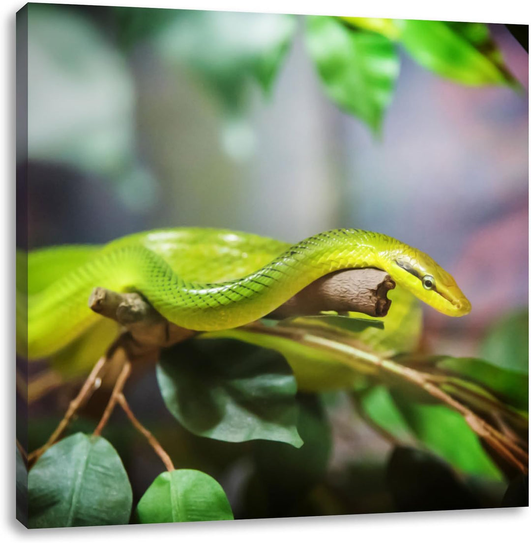 Raue grüne Schlange, Format: 70x70 auf Leinwand, XXL riesige Bilder fertig gerahmt mit Keilrahmen, K