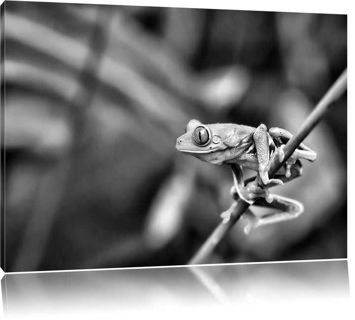 Pixxprint Grüner Kleiner Frosch auf AST als Leinwandbild/Grösse: 100x70 cm/Wandbild/Kunstdruck/ferti
