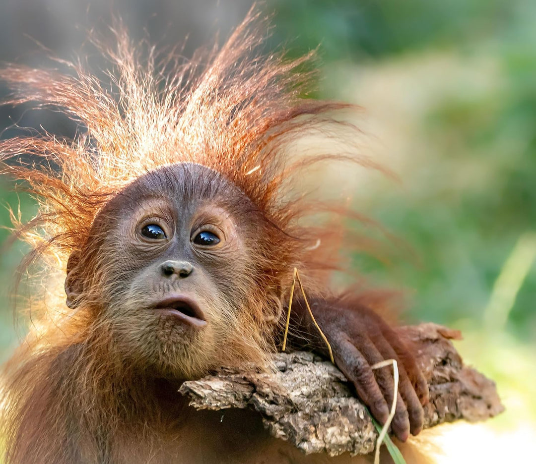 Lustiger Baby Orang-Utan mit Rinde Herdabdeckplatte & Spritzschutz aus Echtglas | Für Herd-Kochfelde