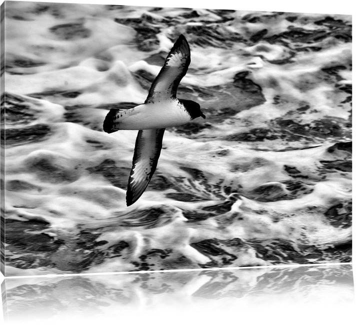 Pixxprint prächtige Möwe fliegt über Wasser als Leinwandbild/Grösse: 100x70 / Wandbild/Kunstdruck/fe