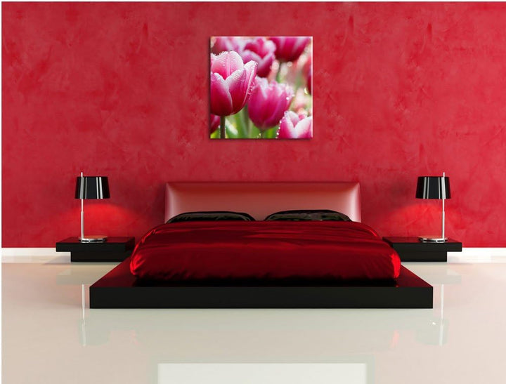 Pinke Tulpen mit Morgentau, Format: 70x70 auf Leinwand, XXL riesige Bilder fertig gerahmt mit Keilra