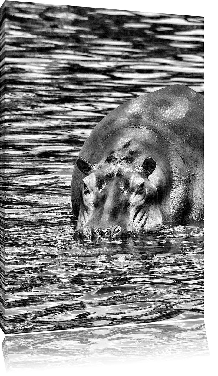 Pixxprint Zwei Flusspferde im Wasser als Leinwandbild/Grösse: 100x70 cm/Wandbild/Kunstdruck/fertig b