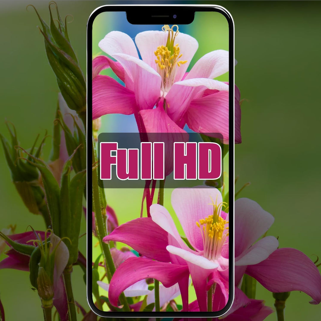 Display für iPhone 12 Mini 5,4&