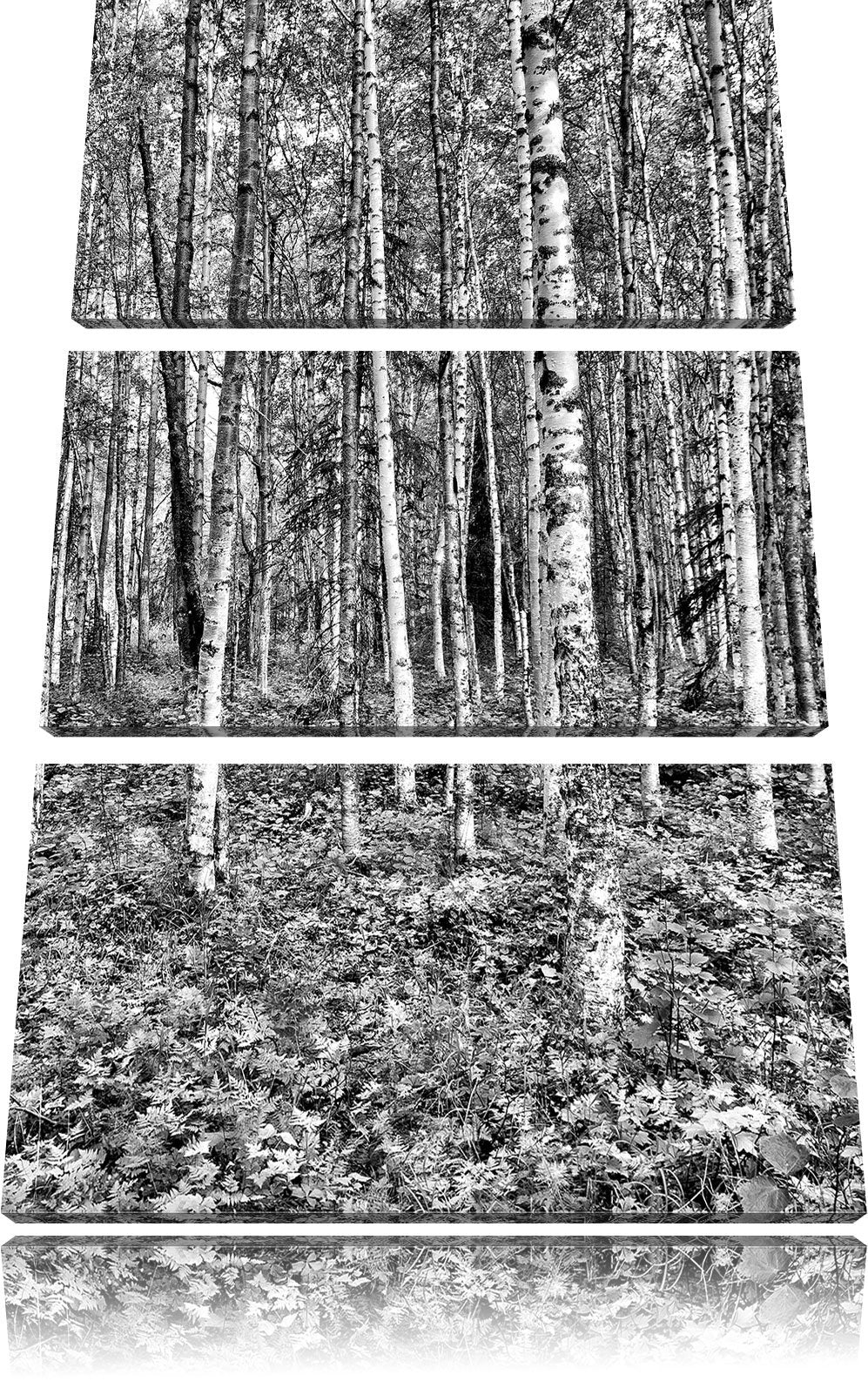Pixxprint Birkenwald als Leinwandbild/Grösse: 3 Teilig (120x80) / Wandbild/Kunstdruck/fertig bespann