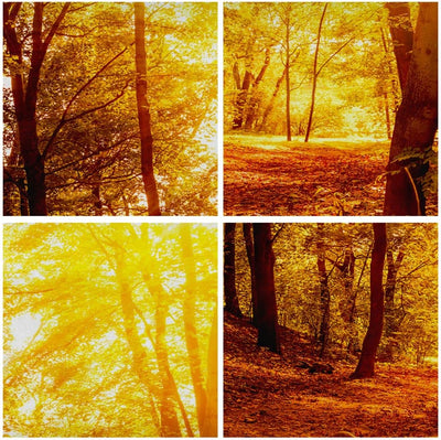 Panorama Bilder auf Leinwand 100x40cm Leinwandbild mit Rahmen Wald Baum Natur Gross Wanddeko Bild Sc