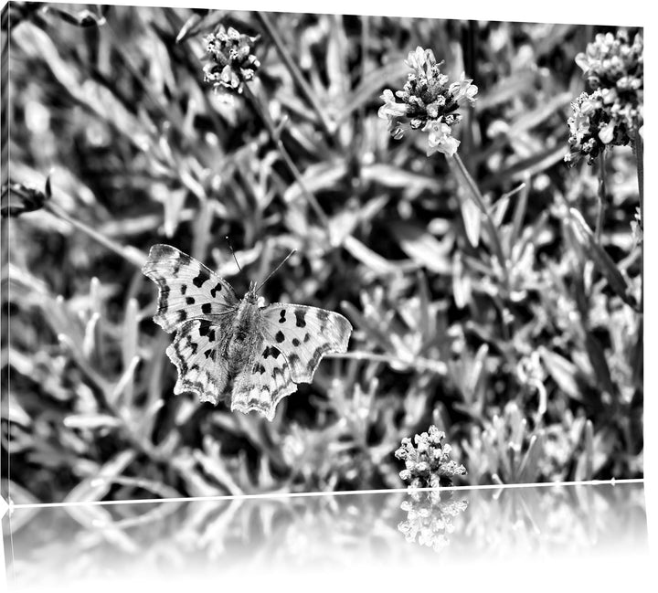 Pixxprint Schmetterling auf Blumenwiese / 100x70cm Leinwandbild bespannt auf Holzrahmen/Wandbild Kun