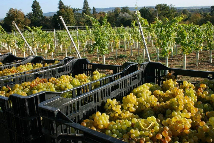 Tubex Vinewrap Rebschutz-Hüllen, Verbissschutz für Weinreben, 60cm Höhe. Ø 75-95 mm, hellgrün (10),
