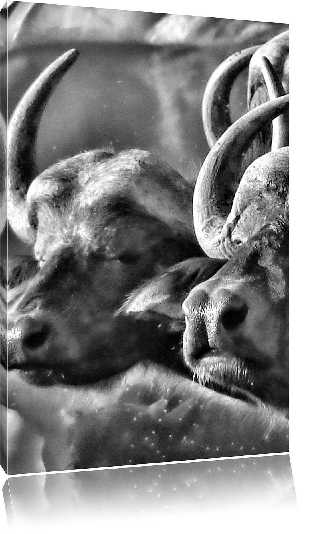 Pixxprint Monocrome, Zwei gemütliche Wasserbüffel, Format: 100x70 auf Leinwand, 100x70