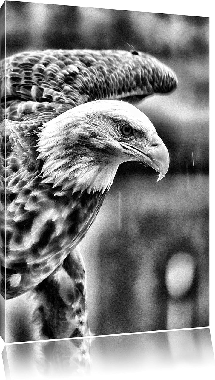 Monocrome, Adler, Format: 100x70 auf Leinwand, XXL riesige Bilder fertig gerahmt mit Keilrahmen, Kun