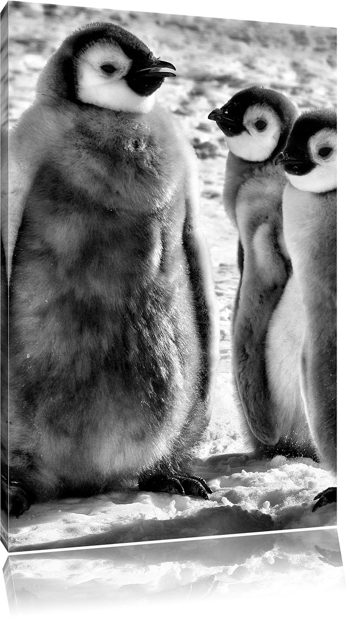 Pixxprint DREI Kaiserpinguin-Küken/Format: 100x70cm / Leinwandbild fertig bespannt Wandbild Kunstdru
