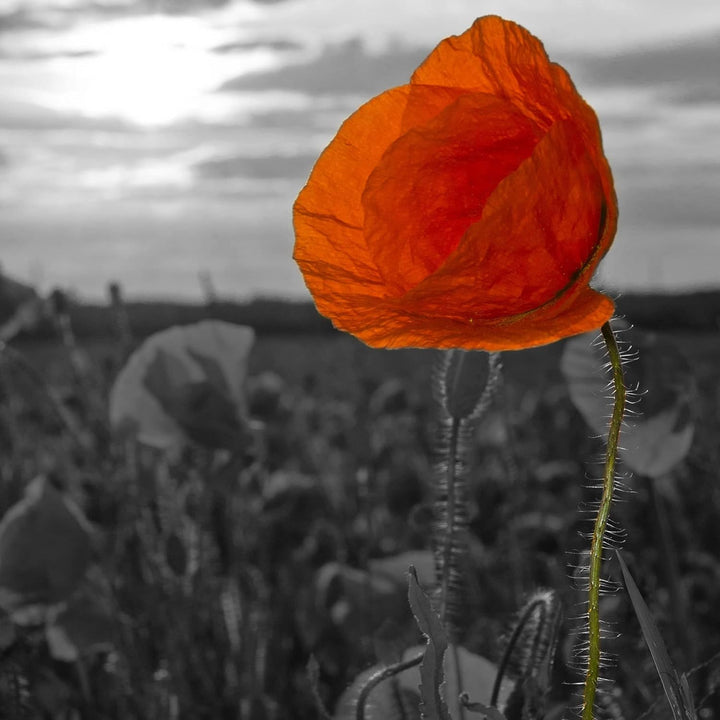 Pixxprint Glasbild | Wandbild auf Echtglas | Mohnfeld | 40x40 cm | inkl. Aufhängung und Abstandshalt