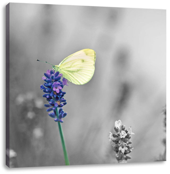Pixxprint schöner Schmetterling auf Lavendel als Leinwandbild/Grösse: 70x70 cm/Wandbild/Kunstdruck/f