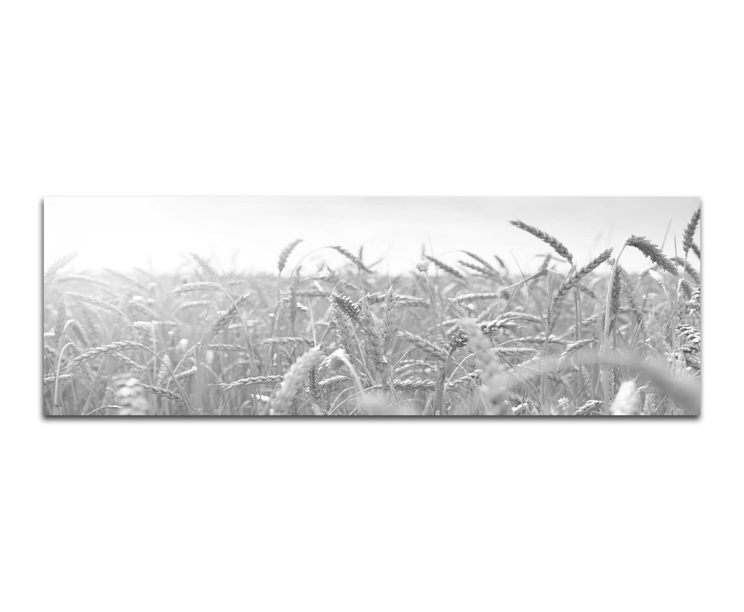 Paul Sinus Art Leinwandfoto als Panorama SCHWARZ/Weiss 150x50cm Kornfeld Herbst Sonnenstrahlen