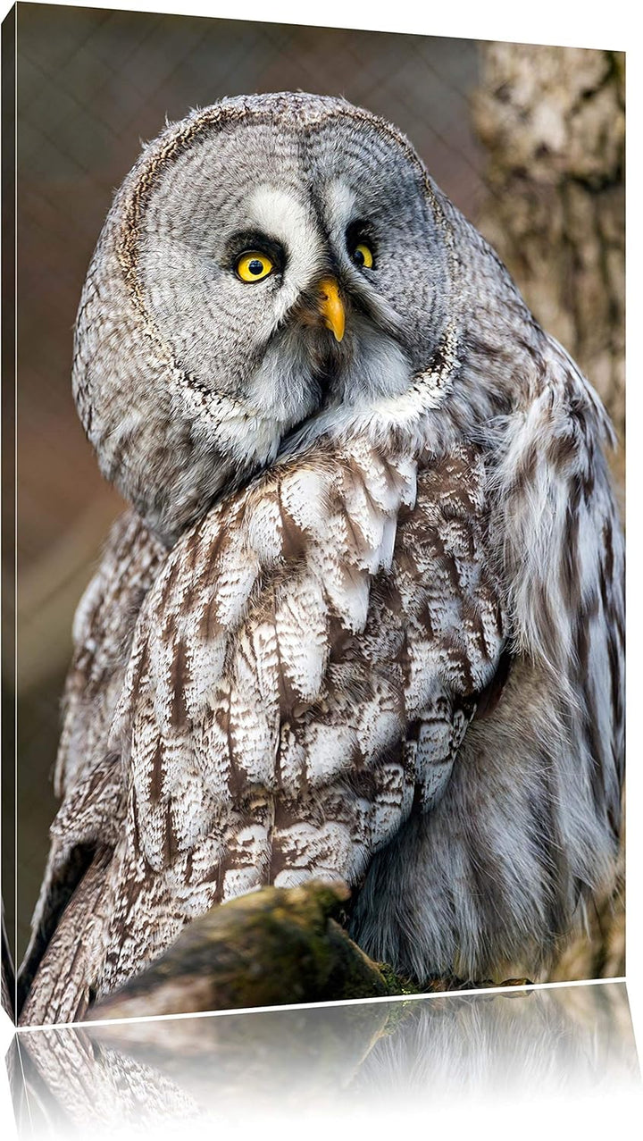 Pixxprint grosse Eule auf AST auf Leinwand, XXL riesige Bilder fertig gerahmt mit Keilrahmen, Kunstd