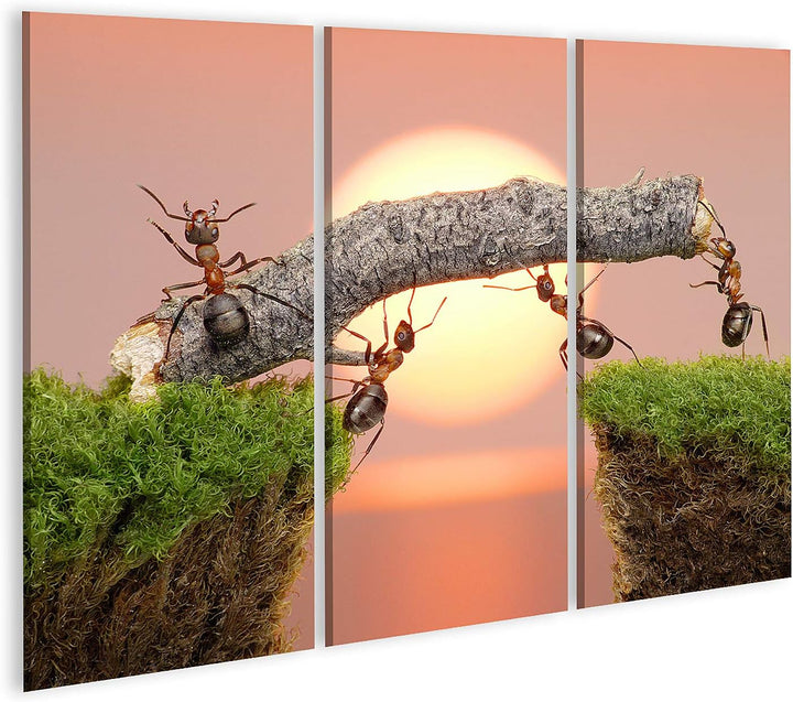 islandburner Bild auf Leinwand Team Ameisen Arbeiten Beim Bau Einer Brücke Bilder Wandbilder Poster