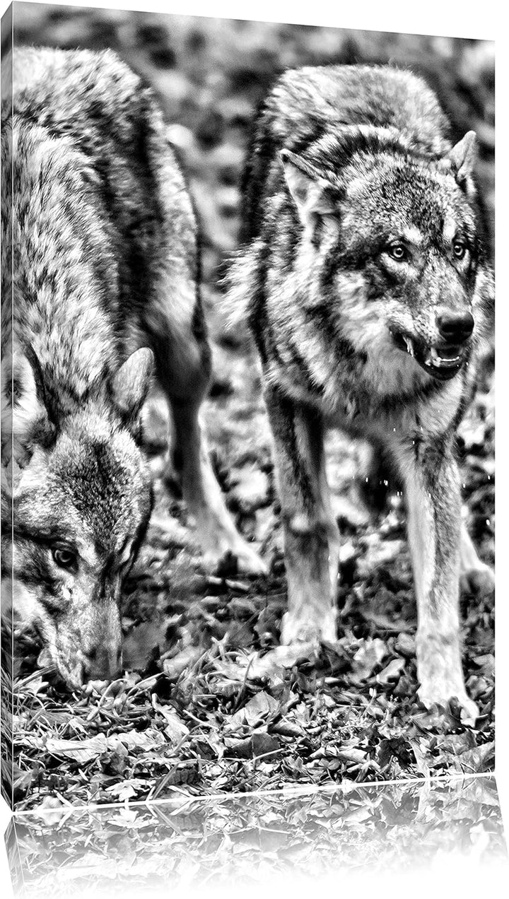 Pixxprint gefährliche Wölfe als Leinwandbild/Grösse: 100x70 / Wandbild/Kunstdruck/fertig bespannt, 1