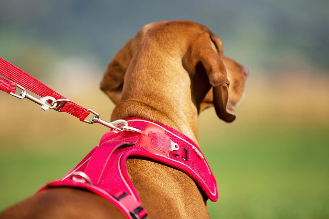 Belka Harness Brown M M (1er Pack) Brown, M (1er Pack) Brown