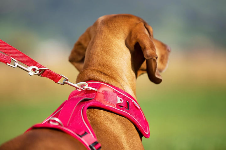 Belka Harness Brown M M (1er Pack) Brown, M (1er Pack) Brown