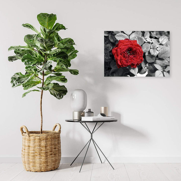 Feeby Bild auf Leinwand Rose Kunstdruck modern Blume Rot 80x60 cm M14559 80x60 cm, M14559 80x60 cm