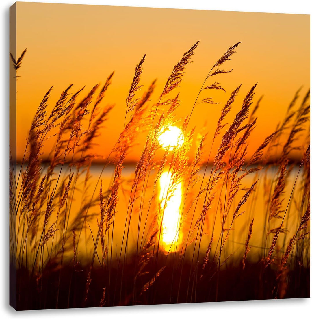 Sonne zwischen Gräsern, Format: 70x70 auf Leinwand, XXL riesige Bilder fertig gerahmt mit Keilrahmen