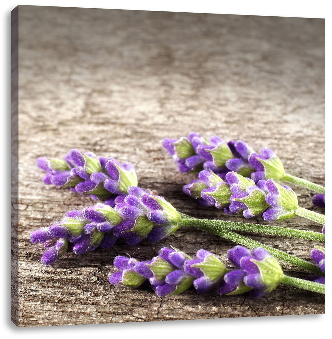 Pixxprint Liegender frischer Lavendel, Format: 70x70 auf Leinwand, 70x70