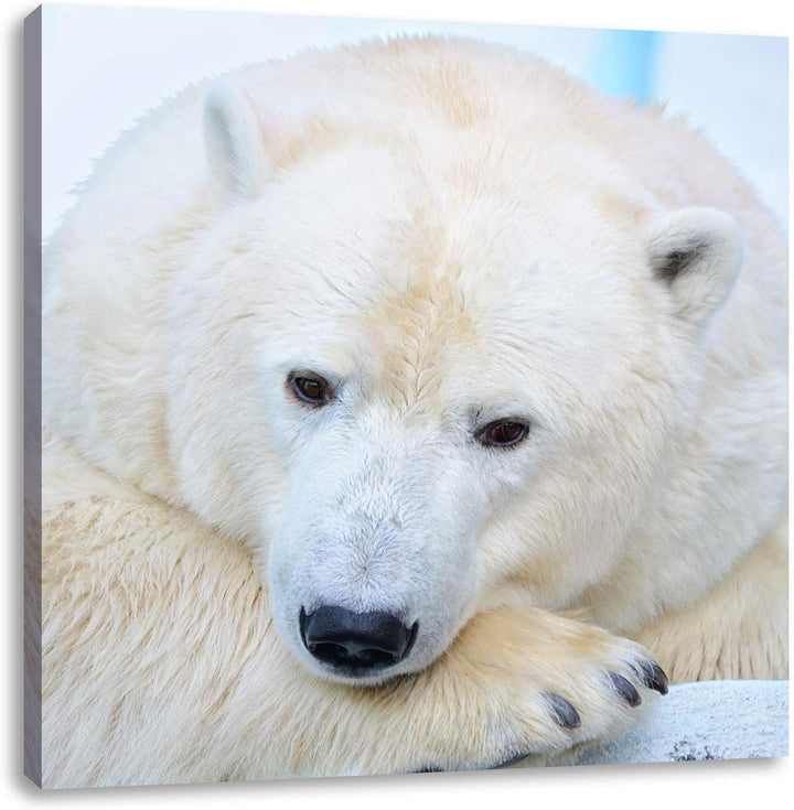 Nachdenklicher Eisbär, Format: 70x70 auf Leinwand, XXL riesige Bilder fertig gerahmt mit Keilrahmen,