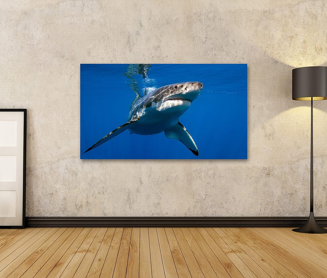 islandburner Bild auf Leinwand Weisser Hai Bilder Wandbilder Poster Leinwand 100x57cm, Leinwand 100x