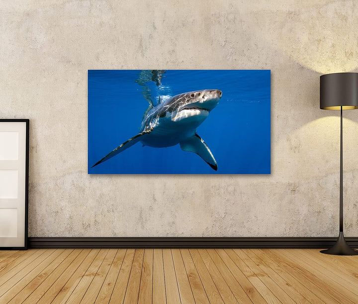 islandburner Bild auf Leinwand Weisser Hai Bilder Wandbilder Poster Leinwand 100x57cm, Leinwand 100x