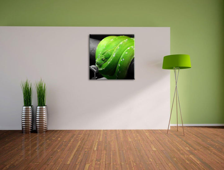 Pixxprint Grüne exotische Schlange als Leinwandbild/Grösse: 70x70 cm/Wandbild/Kunstdruck/fertig besp