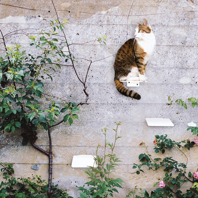 LucyBalu® Katzentreppe Wand Innen & Aussen 3er Set | Kletterwand für Katzen | Wandpark für Katzen bi