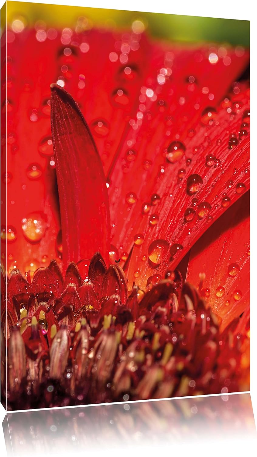 Pixxprint Tautropfen auf roter Blume, Format: 100x70 auf Leinwand, 100x70