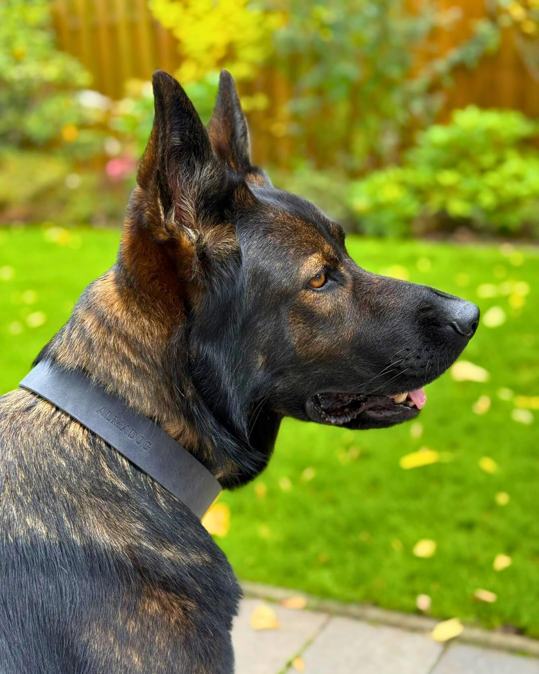 Hundehalsband Abby - Geflochtenes Fettleder Silbergrau L (45-52,5cm Halsumfang, 2,7cm breit), L (45-
