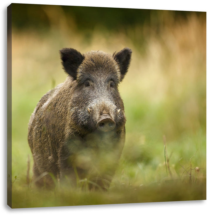 Pixxprint Stolzes Wildschwein im Wald als Leinwandbild/Grösse: 70x70 cm/Wandbild/Kunstdruck/fertig b