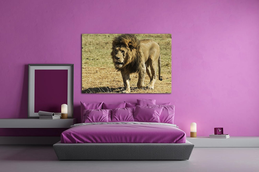 deyoli einsam umherstreifender Löwe Format: 80x60 als Leinwandbild, Motiv fertig gerahmt auf Echthol