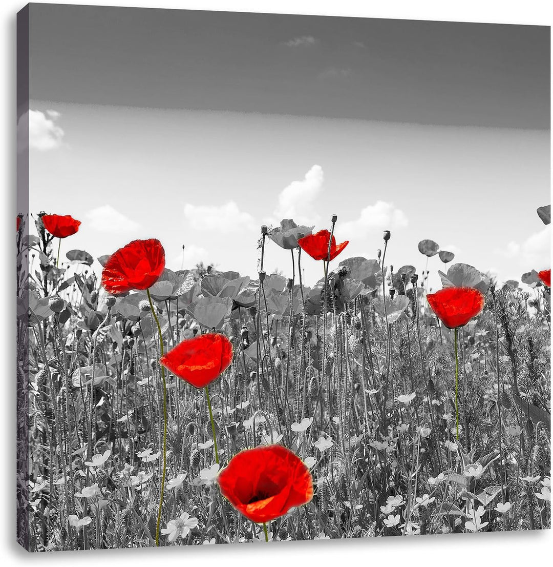 Pixxprint schöner rot leuchtender Mohn schwarz/weiss, Format: 70x70 auf Leinwand, 70x70