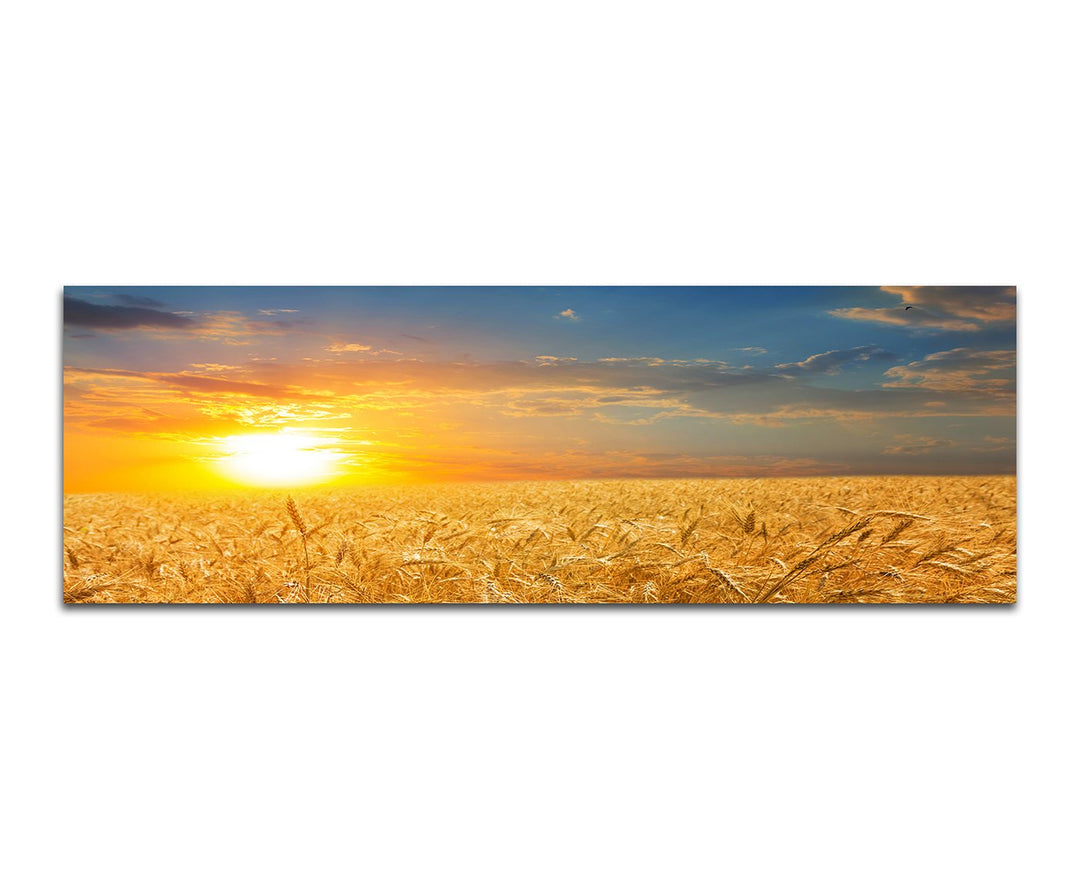 Paul Sinus Art Panoramabild auf Leinwand und Keilrahmen 150x50cm Kornfeld Herbst Sonnenuntergang