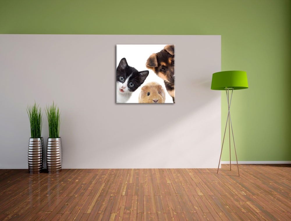 Pixxprint Trio Hund Katze Meerschwein als Leinwandbild/Grösse: 70x70 cm/Wandbild/Kunstdruck/fertig b