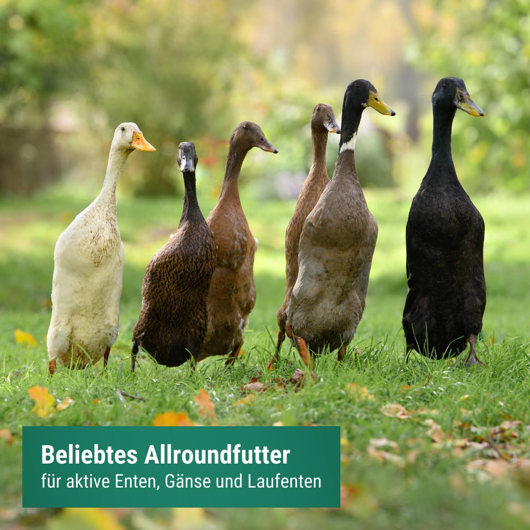 Agrarzone Entenfutter Laufenten 20 kg - Österreichisches Laufenten Futter - 100% Gentechnikfrei & Ge