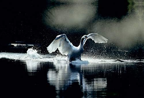 Premium Textil-Leinwand 75 x 50 cm Quer-Format Ein Bild SWANS Kalender. weiss Eleganz | Wandbild, HD