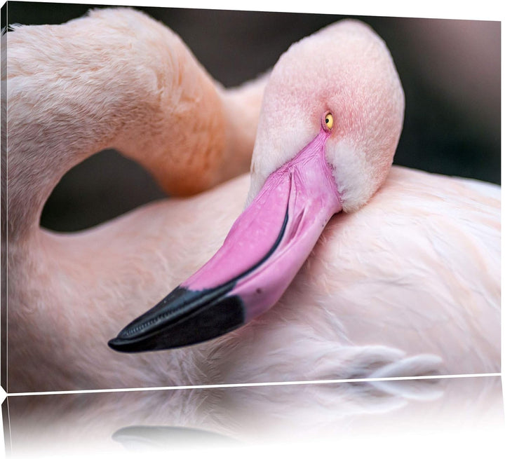 Pixxprint schöner Flamingo auf Leinwand, XXL riesige Bilder fertig gerahmt mit Keilrahmen, Kunstdruc