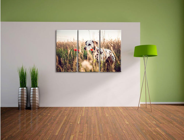 Pixxprint Neugieriger Hund im Feld als Leinwandbild/Grösse: 3 Teilig (120x80) cm/Wandbild/Kunstdruck